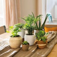 Resisten todo y son hermosas: las plantas de moda que podés tener en el trabajo sin preocuparte por sus cuidados