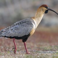 Neuquén: cuáles son las aves más emblemáticas de la provincia
