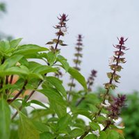 La planta inmortal que podés usar en todas tus comidas y que es de muy fácil cuidado