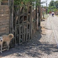 "Alerta en Cipolletti": Preocupa un brote de sarna