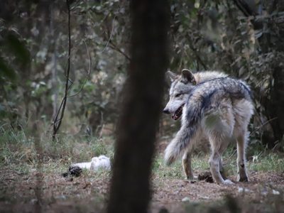 Lobo gris que se había escapado en el Edomex fue capturado gracias a la ayuda de los vecinos