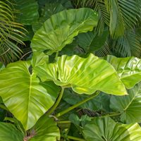 Tu planta, ¿tu decisión?: averiguá si es necesario cambiar a tu planta de maceta y por qué