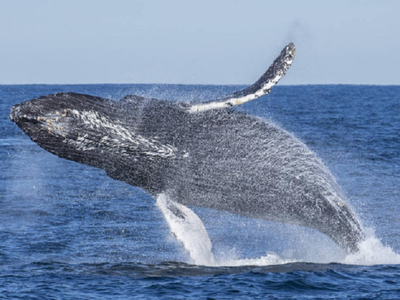 Avistaje en la Patagonia: la ballena Sei que sorprende a turistas en Comodoro Rivadavia
