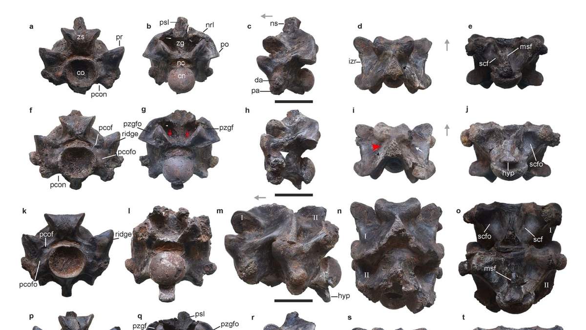 Vértebras de Vasuki indicus, una serpiente extinta recién descubierta que vivió hace unos 47 millones de años