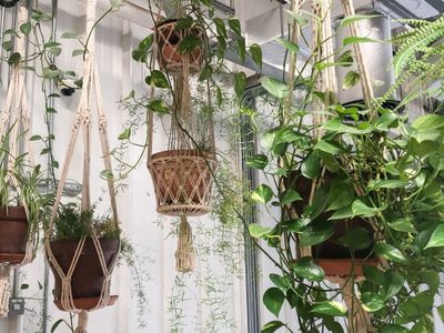 Conocé estas hermosas plantas que son recomendadas para atraer la abundancia a tu hogar