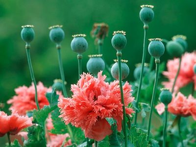 Cultivá esta planta con flores en casa: es silvestre, llena de color y tiene propiedades naturales sorprendentes