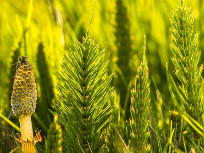 Una planta para tu planta: el preparado casero que estimula el crecimiento de las hojas y cuida tu jardín