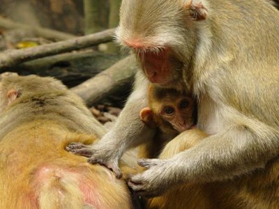 Un virus en monos similar al ébola está "preparado para contagiar" a humanos; esto es lo que se sabe