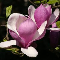 Lo que callan los viveristas: la forma más fácil de reproducir un árbol de Magnolios en tu jardín