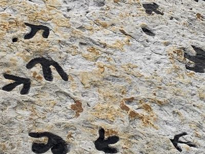 Los dinosaurios también bailaban para seducir: las pruebas