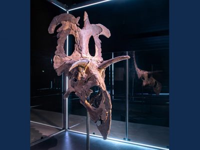 Descubren al “Lokiceratops rangiformis”, una nueva especie de dinosaurio de hace 78 millones de años