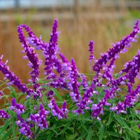 La planta que estalla de llamativas flores en otoño y llena tu jardín de colibríes y mariposas
