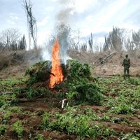 Ejército Mexicano destruye plantíos de mariguana Sinaloa, Chihuahua, Durango y Guerrero
