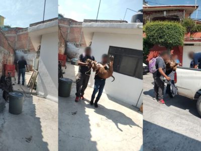 Un pitbull ataca a un niño que regresaba del kínder y le deja graves heridas en el cráneo