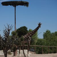 Una familia de jirafas recibirá en su nuevo hogar a Benito