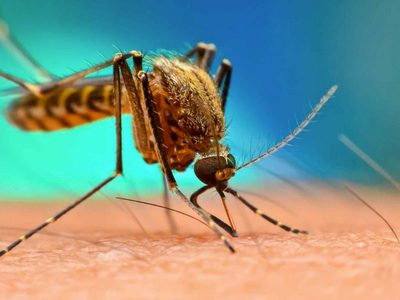 Como si con el coronavirus no bastara: llegó un nuevo tipo de dengue a la Argentina
