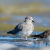 Curiosidades sobre el Chorlito Ceniciento: el ave pequeña y encantadora que puede camuflarse muy fácilmente