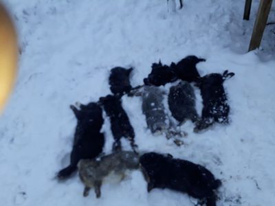 En Aluminé, la cantidad de perros es casi igual al total de habitantes