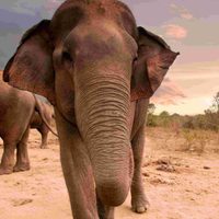 Lamentable: hallan sin vida a una manada de elefantes salvajes en una reserva en la India