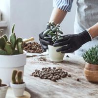 El truco que tenés que conocer para que tus Suculentas crezcan pero permanezcan pequeñas