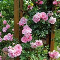 Si querés tener tus rosales hermosos en invierno, anotá este truco que pocos jardineros comparten