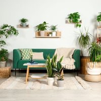 La planta que es un poderoso amuleto en tu hogar: dónde colocarla para activar la prosperidad
