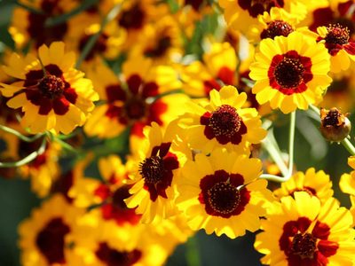 La planta de hermosas flores, de muy fácil cultivo, con la que podés crear las más lindas estampas en tu ropa