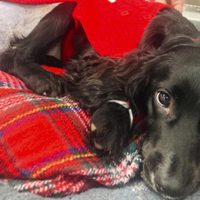 Perra con 6 patas es operada y se adapta a vida en 4 patas