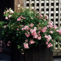 La planta fácil de cuidar que todo fanático de las rosas va a querer en su jardín y es perfecta para cubrir canteros