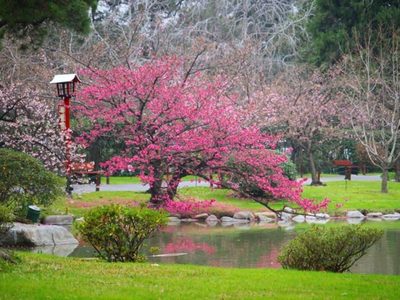 Propuestas de compras futuras para ayudar al Jardín Japonés