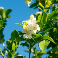 Seguro no lo sabías: el árbol que invade con su aroma y esconde en sus flores grandes beneficios para tu salud