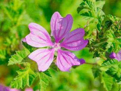 La milagrosa planta que aumenta la felicidad y es un tesoro para la salud