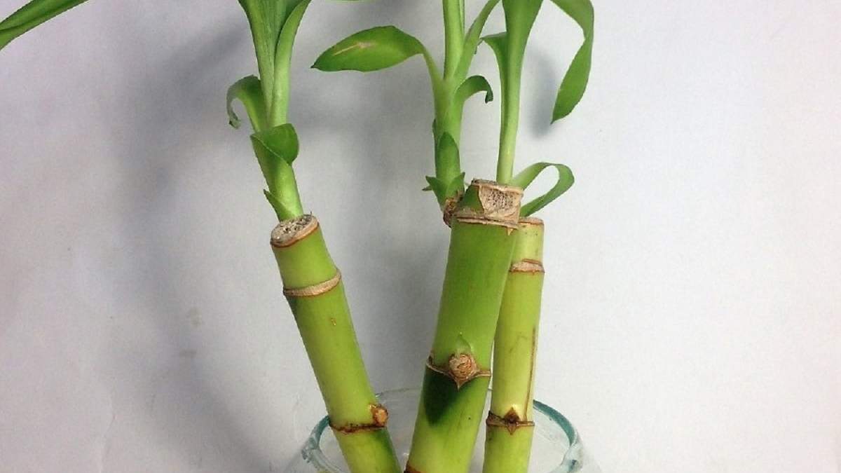Plantas. Fuente: (Infocampo)