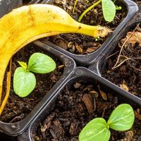 Este tip con banana es oro puro para tus plantas: chau hojas amarillas en poco tiempo