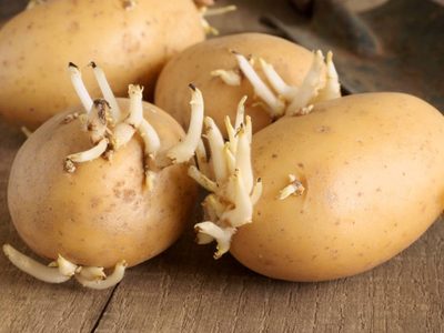 No tires las papas cuando se brotan y pudren, mirá cómo cultivarlas en casa con este sencillo truco