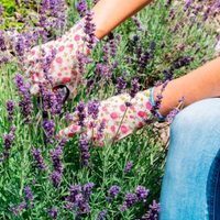 No mates a este extraño insecto si lo ves en tu jardín: es un tesoro para tus plantas