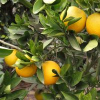 Ignorado por muchos: el árbol que resiste la sequía y regala las mejores frutas en menos de un año