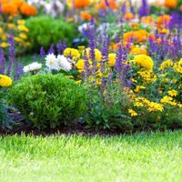 El brebaje casero y económico para que tus plantas marchitas florezcan sin parar