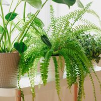 El secreto de los jardineros para que tus helechos crezcan fuertes y verdes dentro de casa