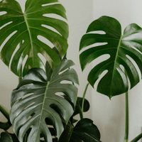 Si tu planta Monstera deliciosa tiene hojas amarillas, mirá lo que tenés que hacer sin perder más tiempo