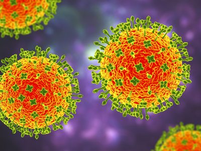 Henipavirus: se detectaron 35 casos de esta nueva enfermedad en China