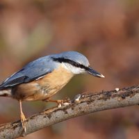 Curiosidades sobre el trepatroncos, el pájaro “ocupa” que se posa en los árboles de forma vertical