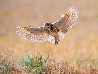 Curiosidades de la Lechuza vizcachera: el ave usurpadora de llamativos ojos y de hábitos diurnos