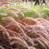 La planta ornamental que se destaca por su elegancia y movimiento: sus hojas pueden ser verdes o burdeos