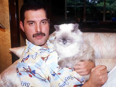 Hollywood celebró en redes el Día Internacional del Gato, la mascota favorita de estos famosos