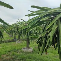 La peculiar planta que podés cultivar en tu jardín y cuyo fruto cuesta unos $10 mil en la verdulería
