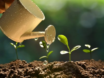 “Huerting”: 5 factores que te ayudarán a cultivar en casa