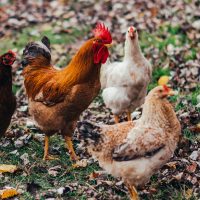 El Senasa detectó nuevos casos de gripe aviar en aves y crece la preocupación