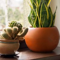 Conocé esta hermosa variedad de Sansevieria que vas a querer tener como planta de interior