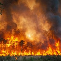 Francia detuvo a casi 50 personas por los incendios forestales que arrasaron miles de hectáreas